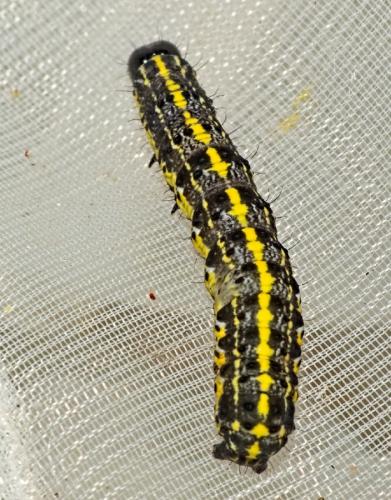 Réf. 342 850 : Orthosia miniosa